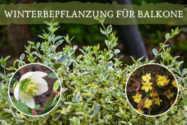 Winterpflanzen für Balkone