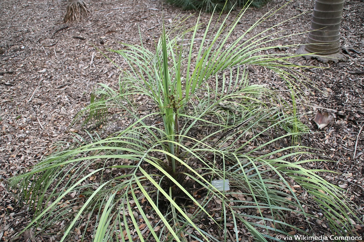 Yatay Zwergpalme (Butia paraguayensis)