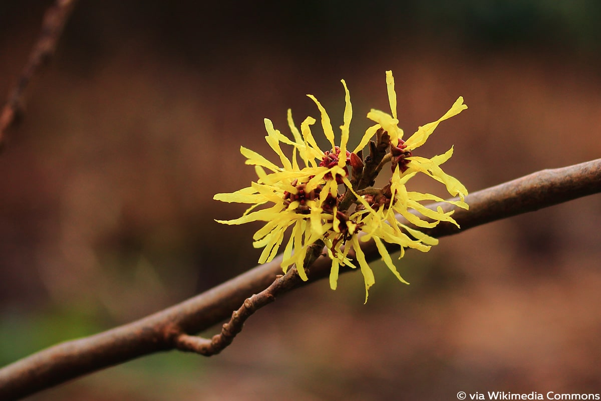 Zaubernuss (Hamamelis intermedia), Winterblüher