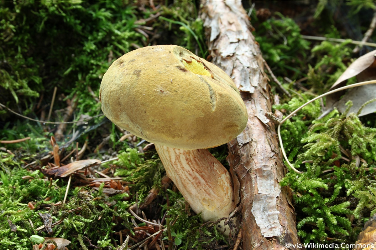 Ziegenlippe (Xerocomus subtomentosus), Röhrenpilz, Pilzarten