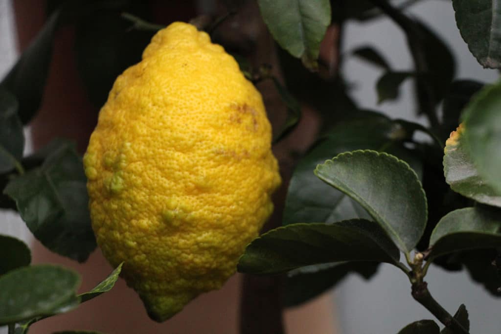 Zitronenbaum verliert alle Früchte: was tun? - Gartendialog.de