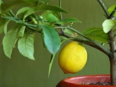 Zitronenbaum. Pflanzen Südbalkon