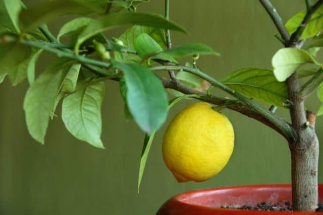 Zitronenbaum. Pflanzen Südbalkon