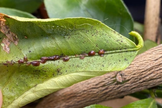 Zitronenbaum verliert alle Früchte: was tun? - Gartendialog.de