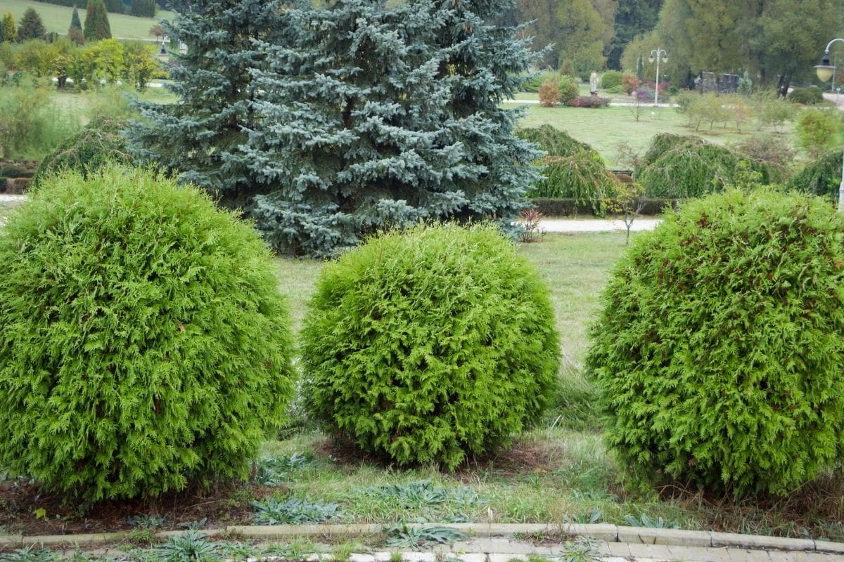 Zwergiger Kugel-Lebensbaum 'Danica' (Thuja occidentalis 'Danica')