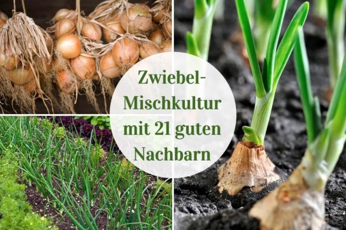 Mischkultur: 21 gute Nachbarn für Zwiebeln - Gartendialog.de