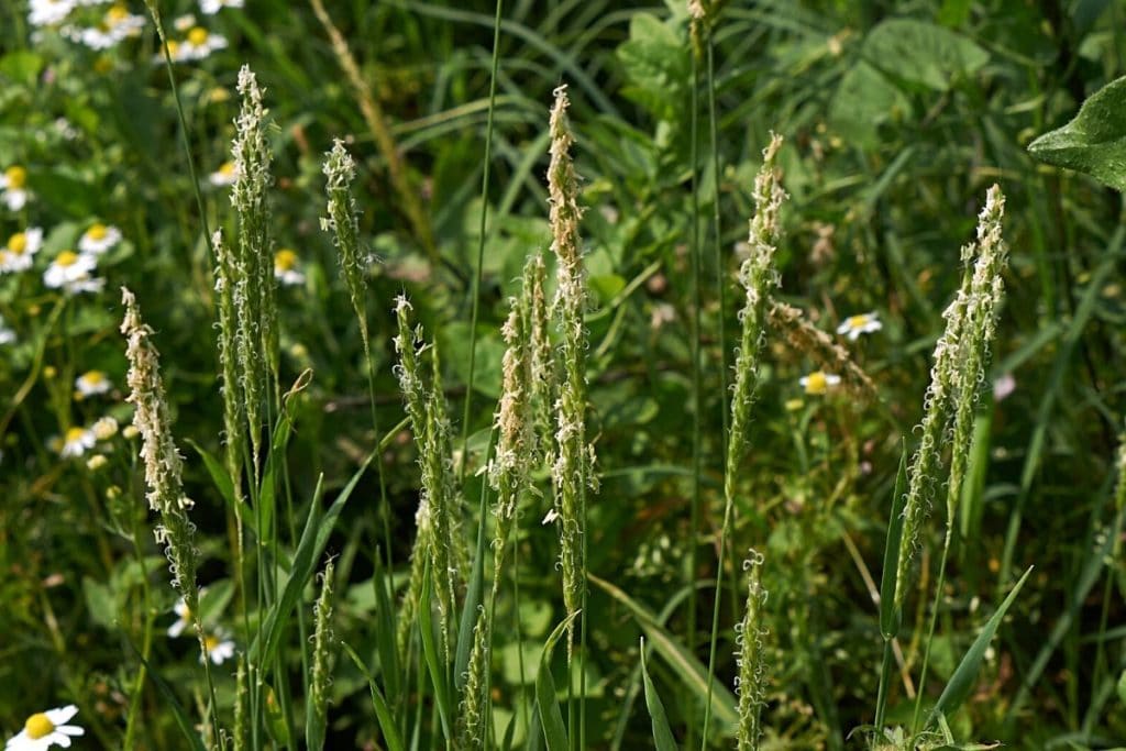 Ackerfuchsschwanz (Alopecurus myosuroides)