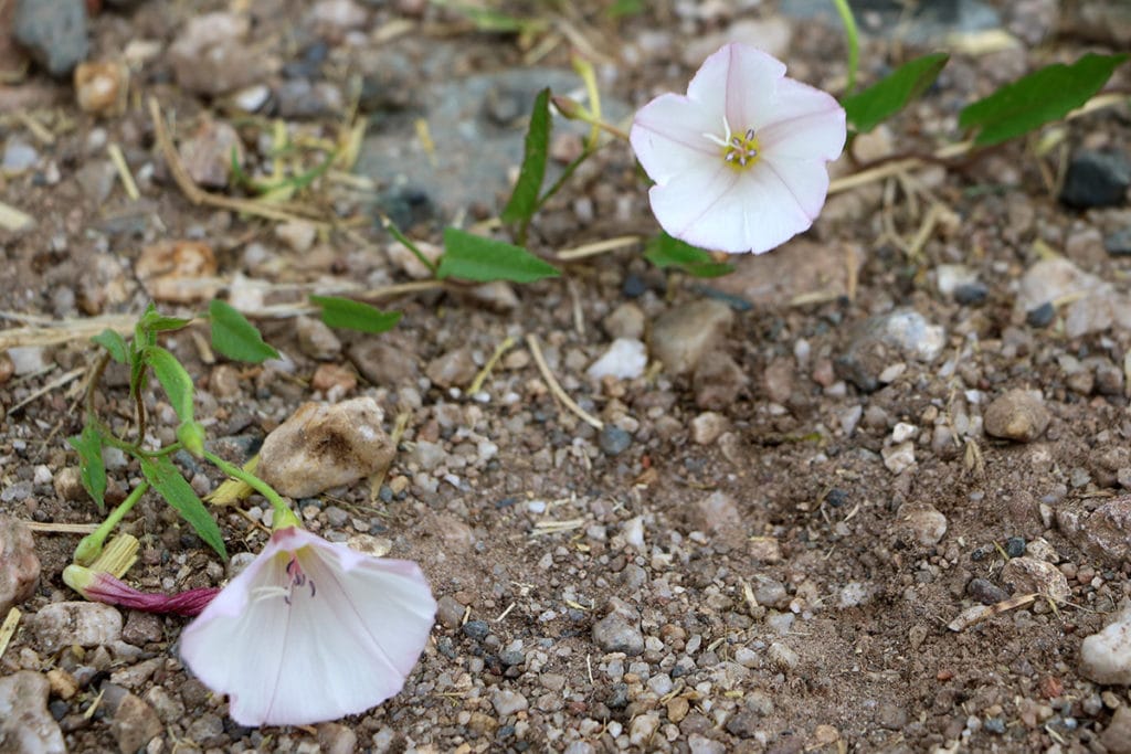 Ackerwinde (Convolvulus arvensis), Unkraut