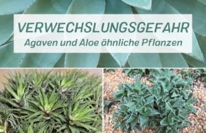 Agaven und Aloe ähnliche Pflanzen
