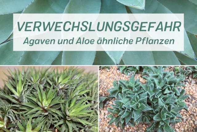 Agaven und Aloe ähnliche Pflanzen