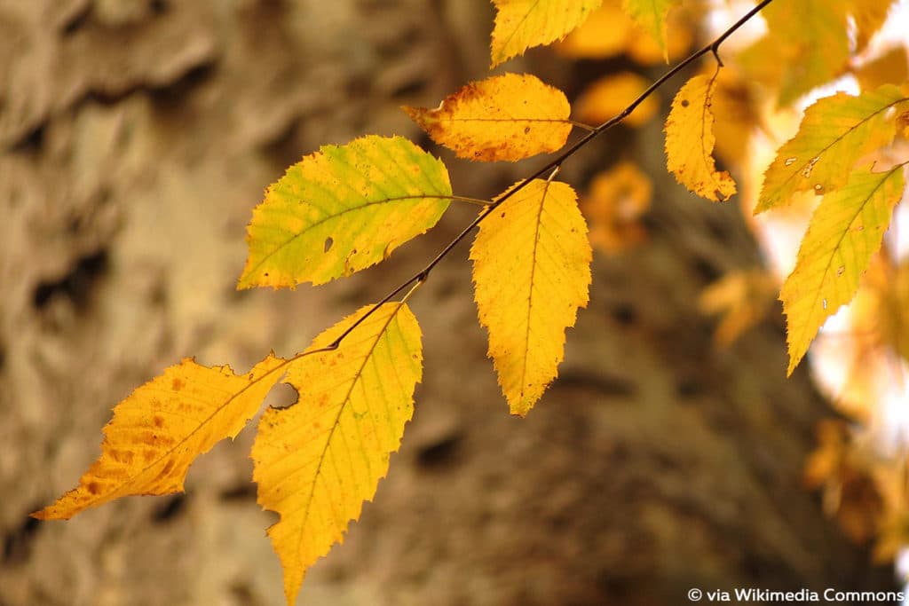 Amerikanische Hainbuche - Carpinus caroliniana