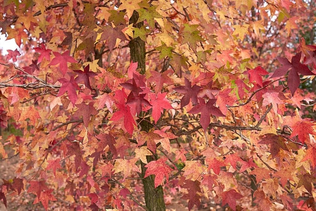 Amerikanischer Amberbaum - Liquidambar styraciflua