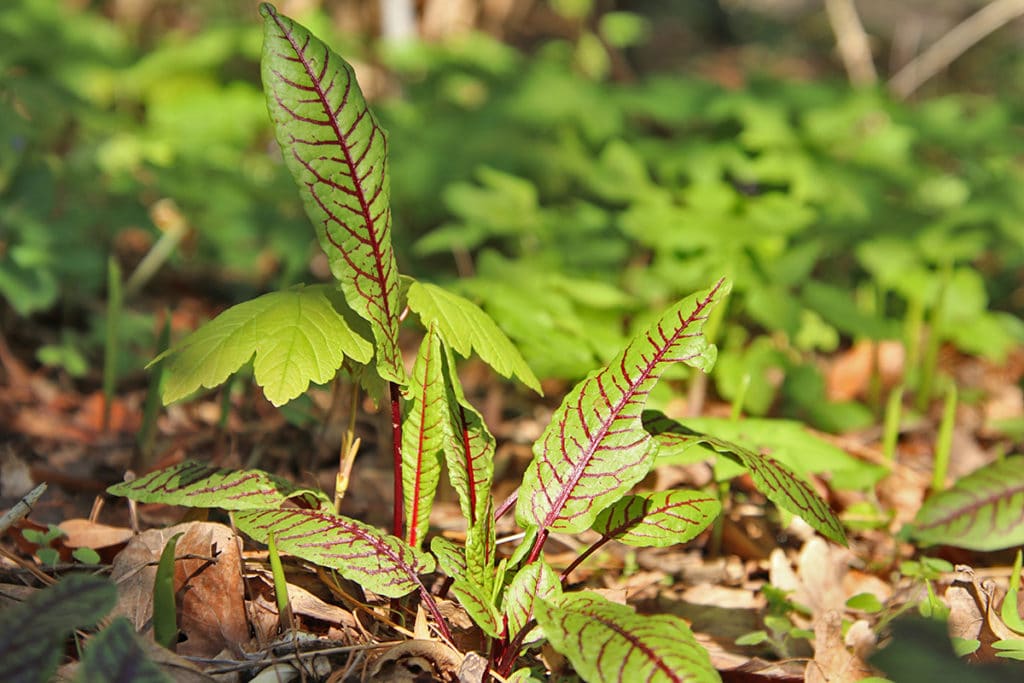 Ampfer, Rumex