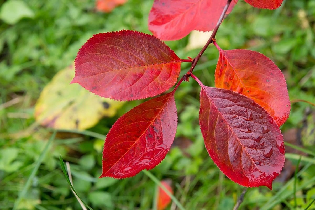 20 Bäume mit roten Blättern im Herbst Gartendialog.de