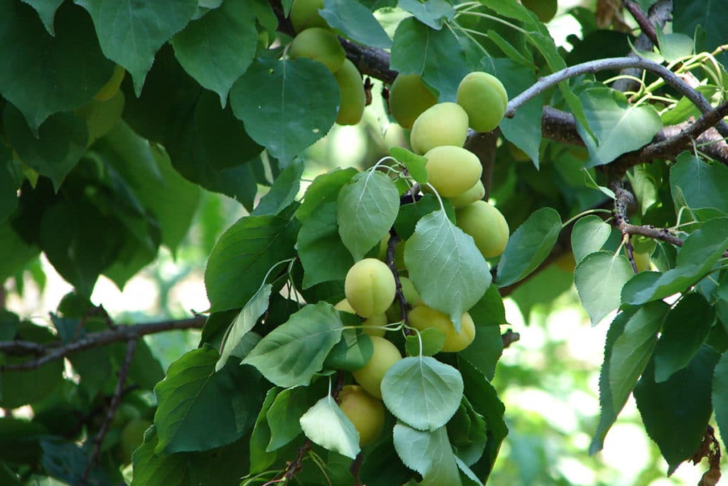 Aprikosenbaum (Prunus armeniaca)