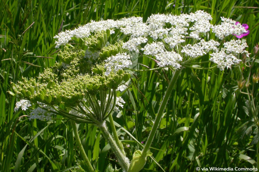 Bärenklau (Heracleum sphondylium), Unkraut