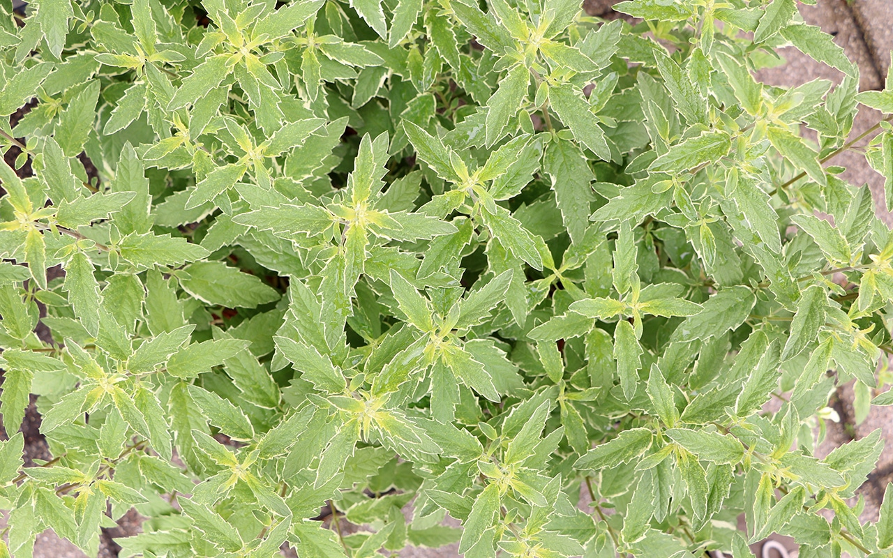 Bartblume (Caryopteris clandonensis)