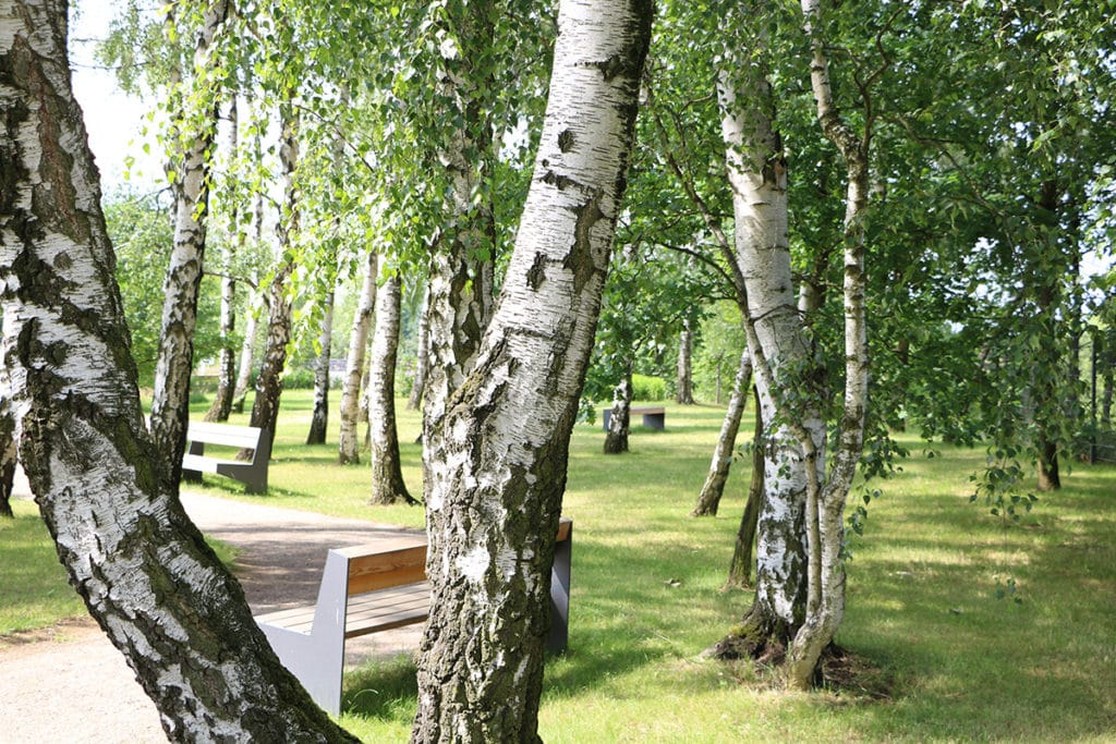 Birke (Betula), Baumarten, Schattenspender