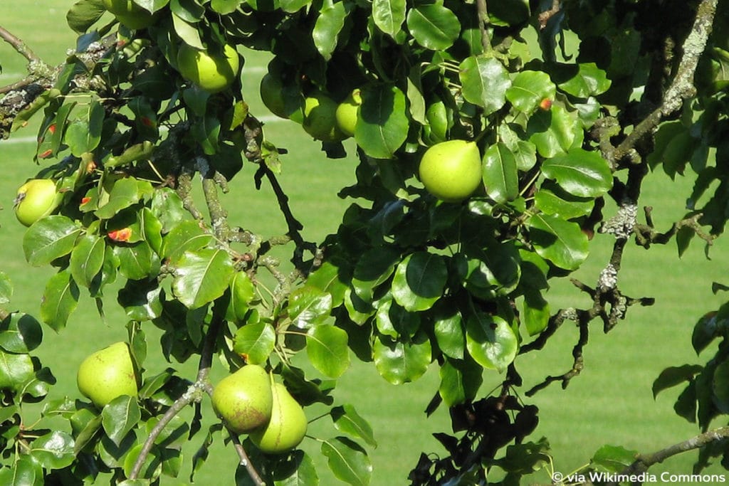 Birnbaum (Pyrus communis), Baumarten