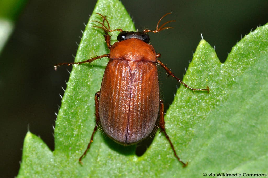 Blatthornkäfer (Scarabaeidae)