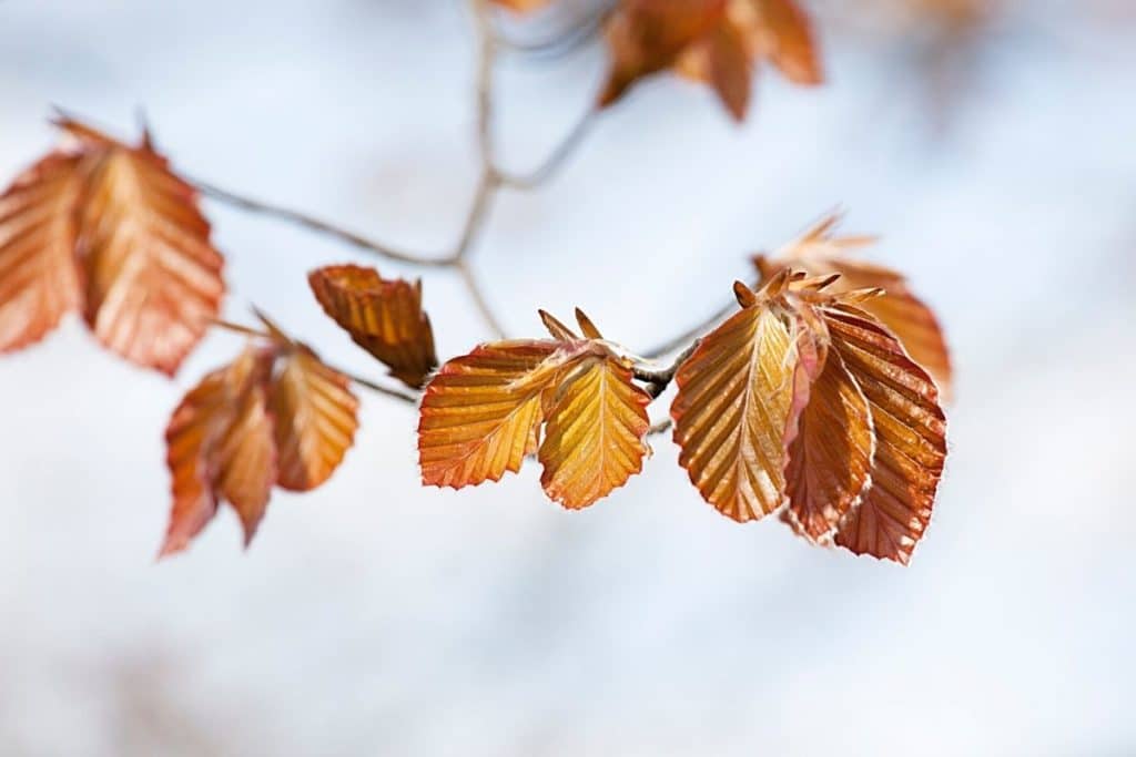 Blutbuche - Fagus sylvatica purpurea