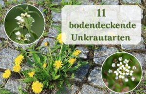 Bodendeckende Unkrautarten