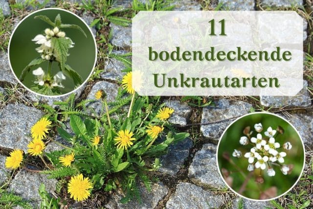 Bodendeckende Unkrautarten