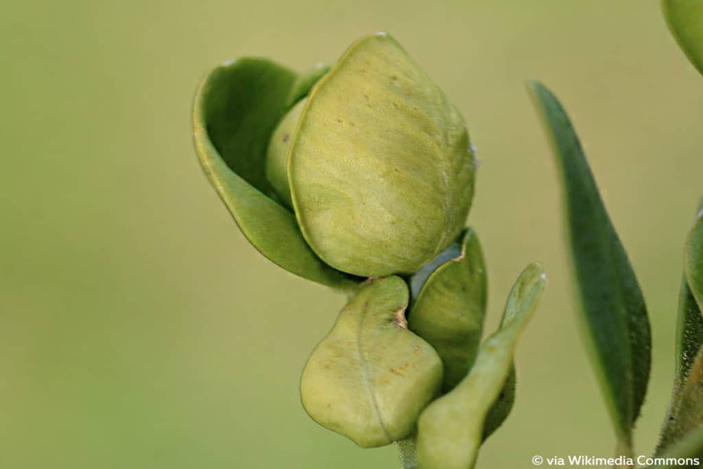 Buchsbaumblattfloh