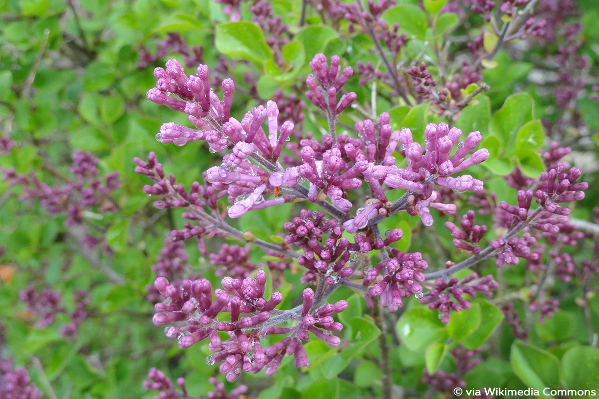 Chinesischer Zwergflieder (Syringa meyeri)