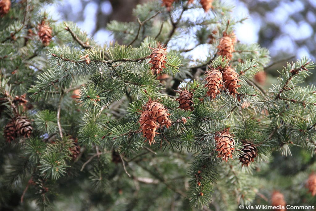 Douglasie (Pseudotsuga menziesii), Baumarten