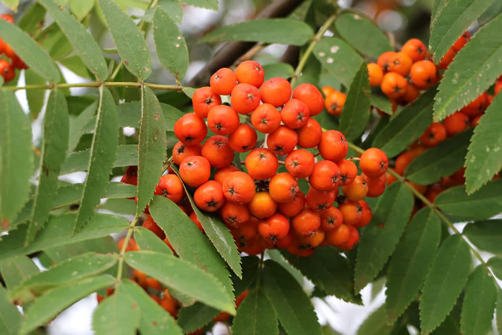 Baumarten, Eberesche (Sorbus aucuparia)