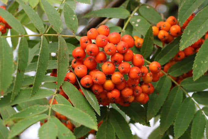 Baum als Schattenspender 20 schnellwachsende Gehölze