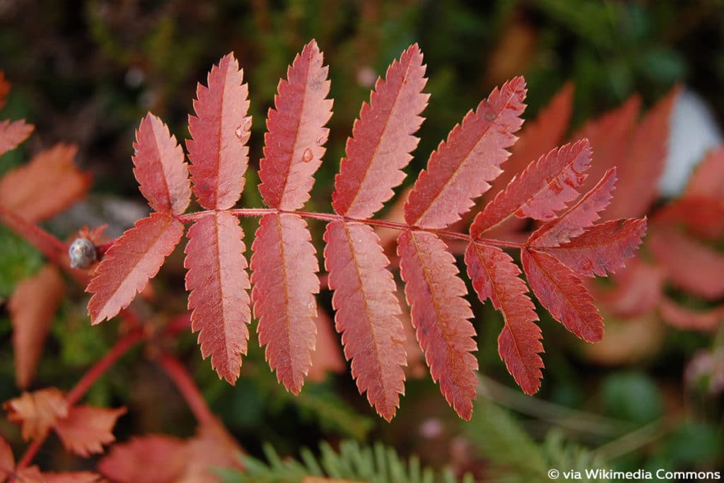 Eberesche, Sorbus aucuparia, rote Blätter im Herbst