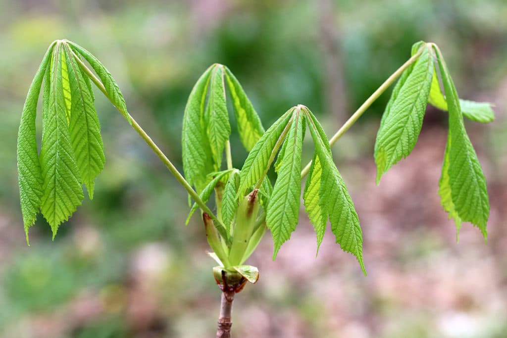 Edelkastanie (Castanea sativa), Kastanienbaum ziehen