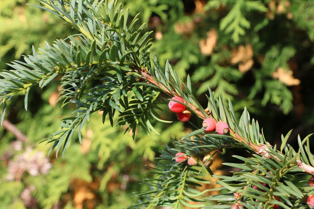 Eibe (Taxus), Schattengehölze