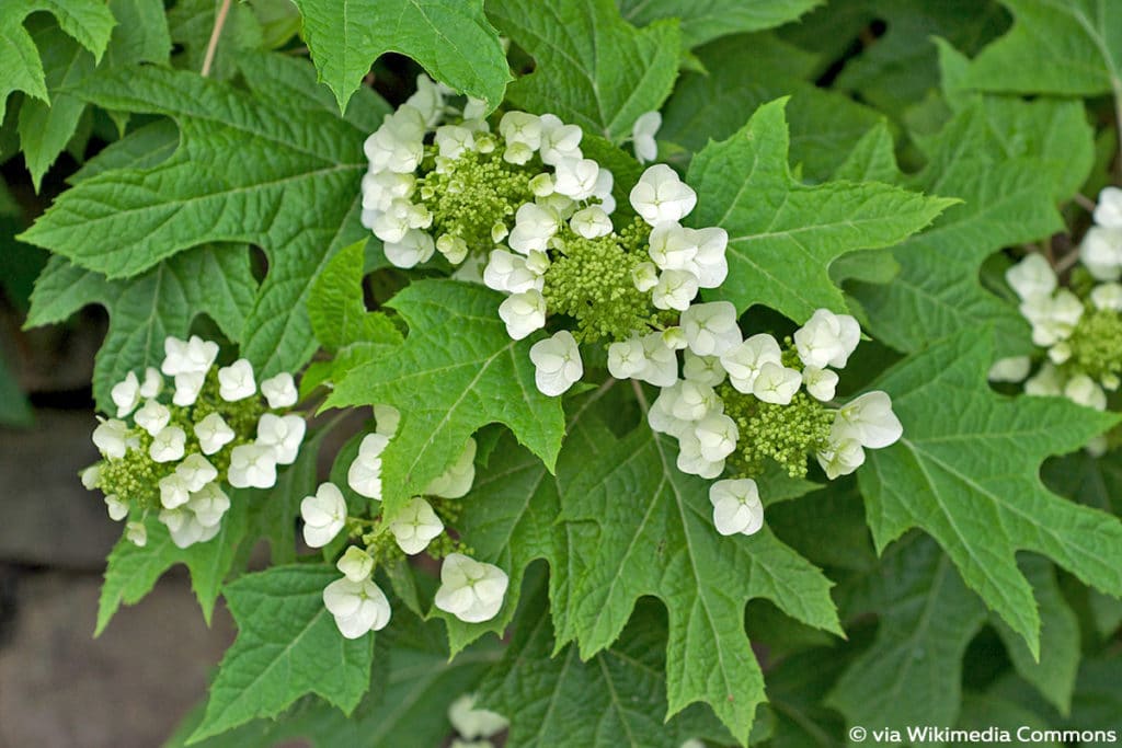 Eichenblättrige Hortensie (Hydrangea quercifolia)