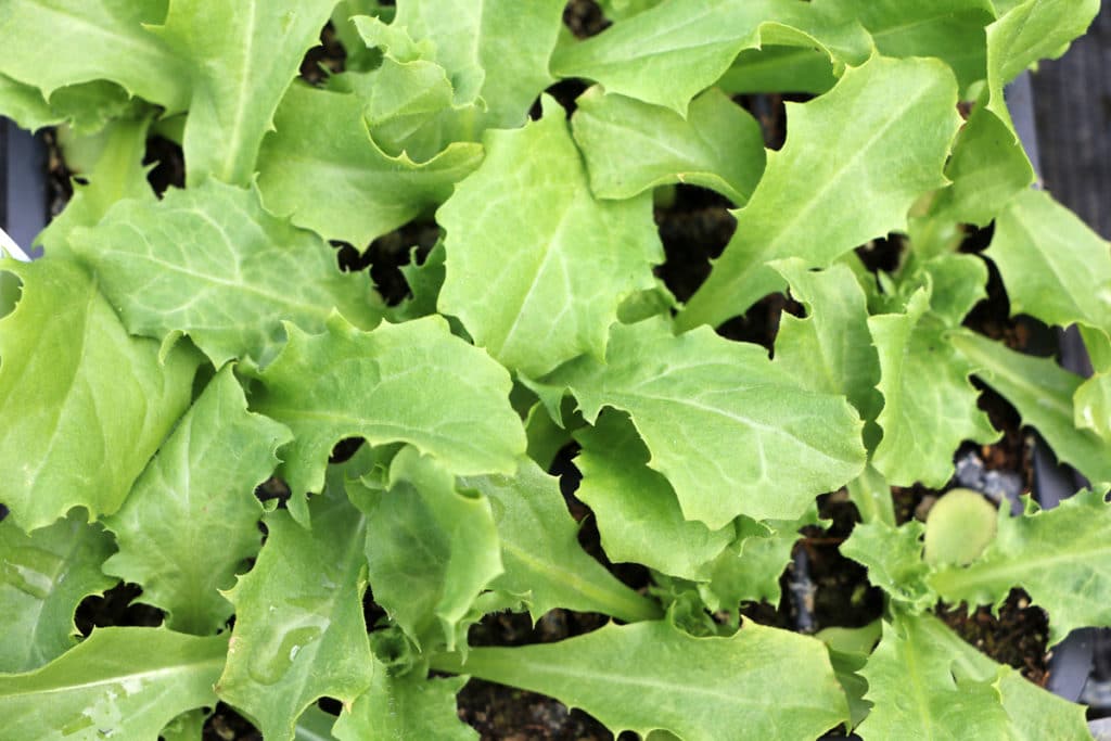 Cichorium endivia, Endivie, Wintergemüse