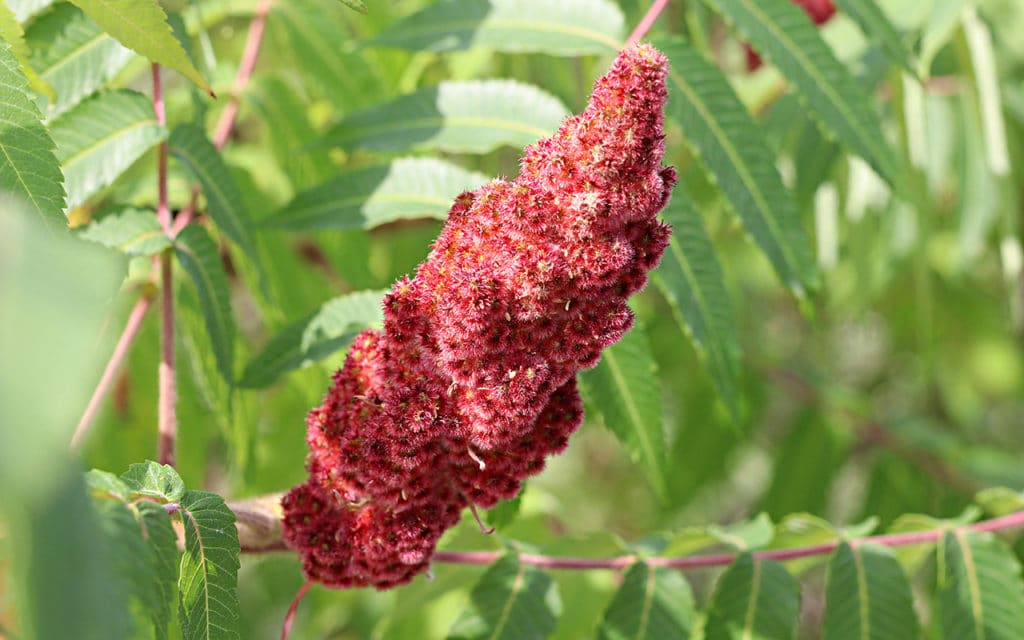 Essigbaum (Rhus typhina), Kübelpflanzen, Schattenspender