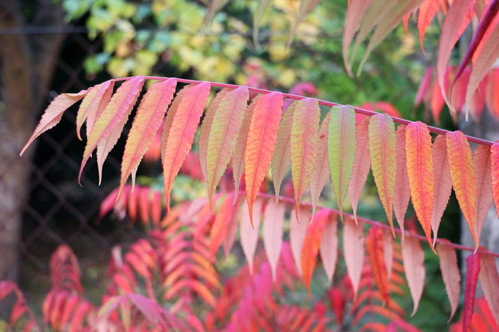 Essigbaum - Rhus typhina, rote Blätter im Herbst