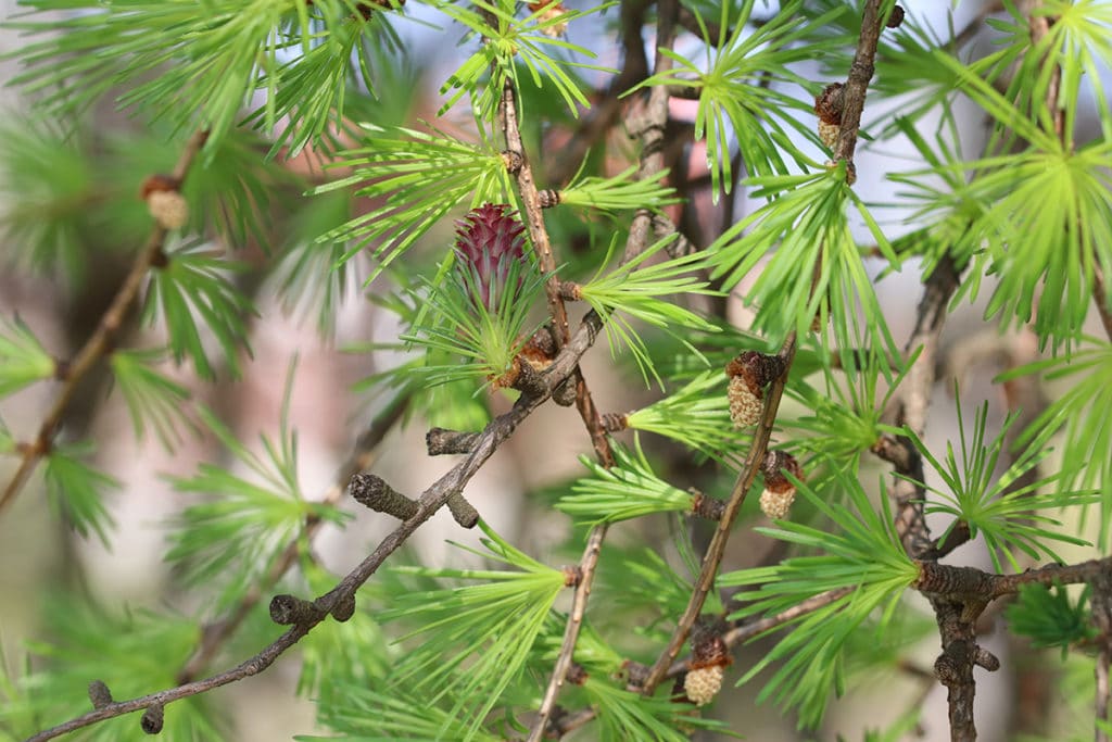 Baumart, Europäische Lärche (Larix decidua