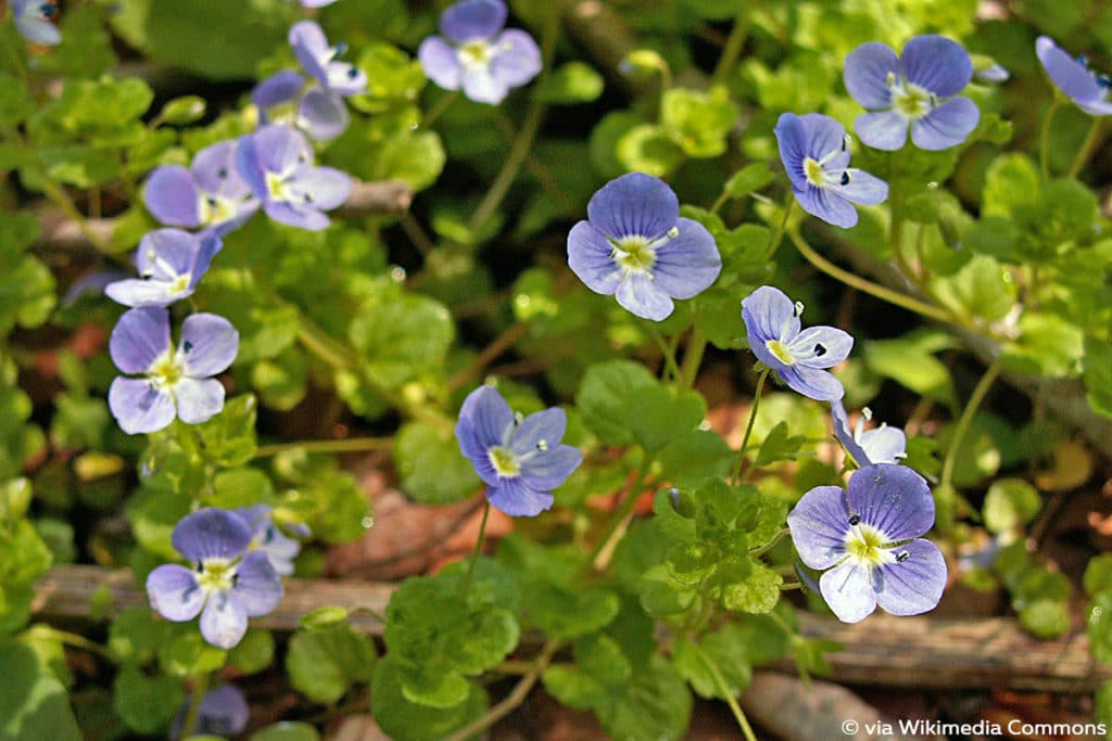 Faden-Ehrenpreis (Veronica filiformis), bodendeckendes Unkraut