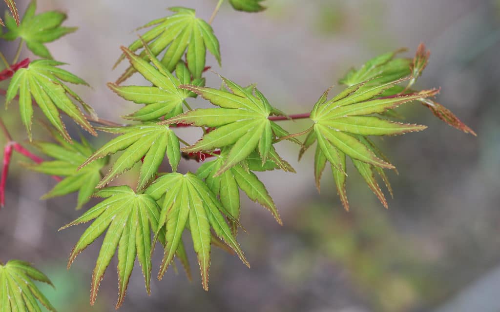 Fächerahorn (Acer palmatum), Kübelpflanzen