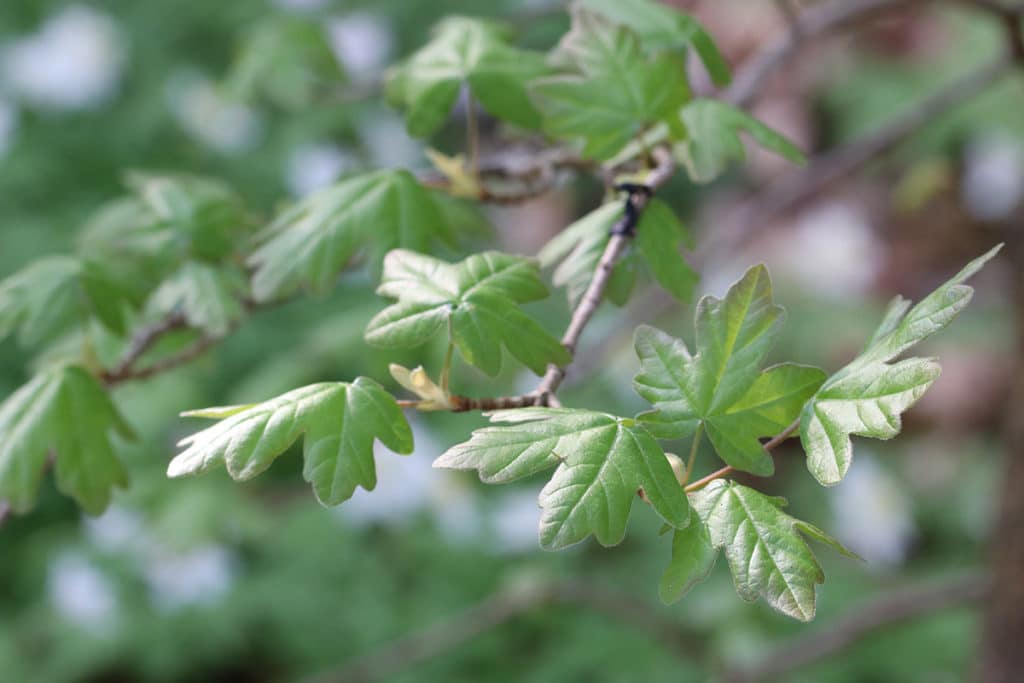 Feldahorn (Acer campestre), Pflanzen schneiden