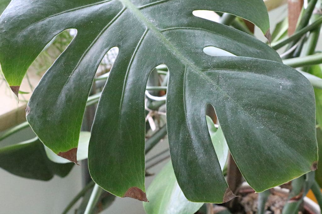 Monstera, braune Blätter