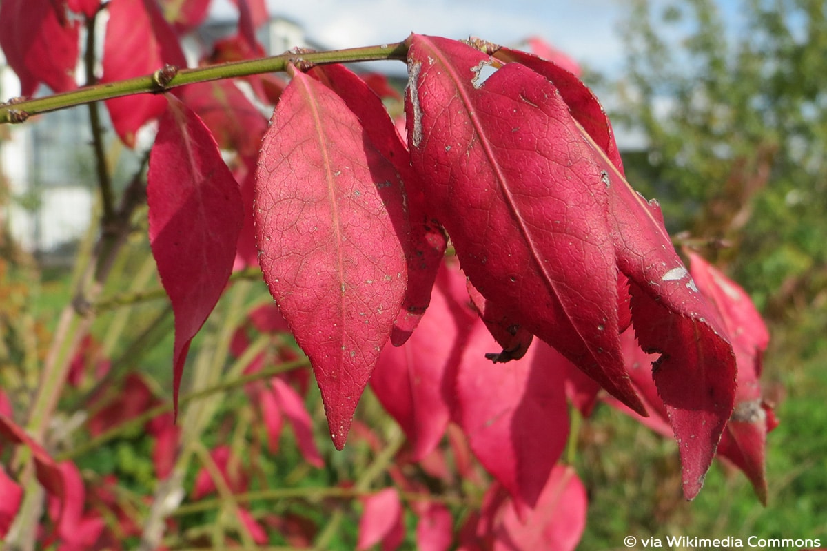 20 Bäume mit roten Blättern im Herbst - Gartendialog.de