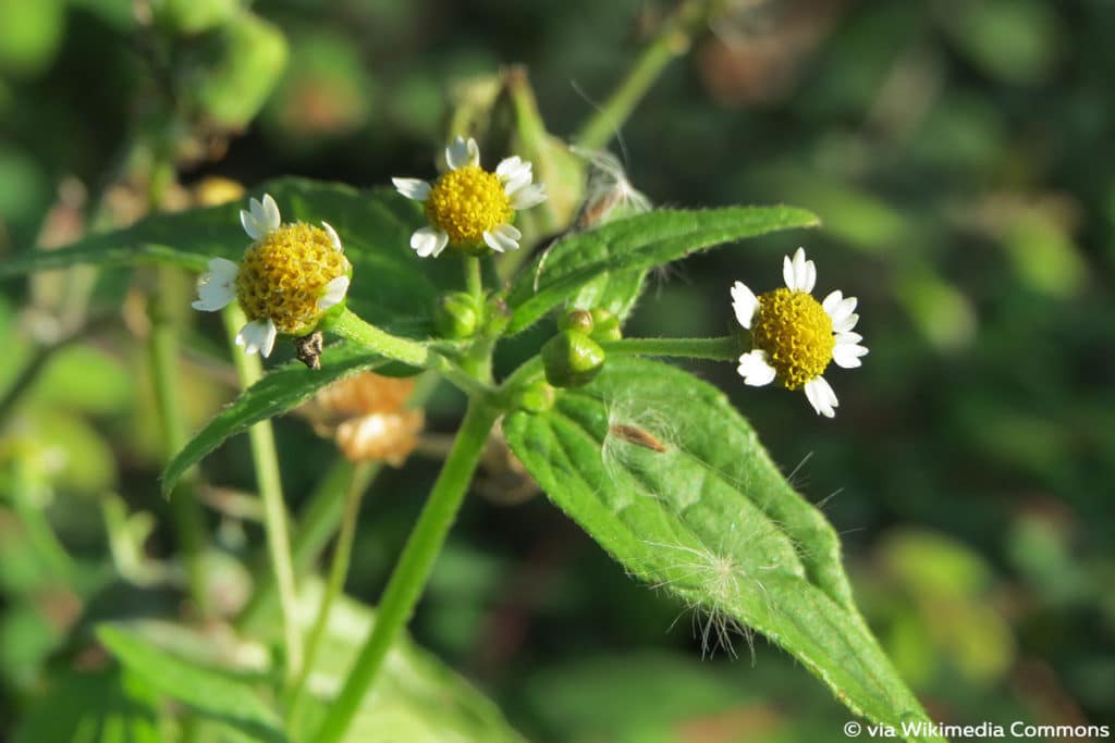 Franzosenkraut (Galinsoga parviflora)