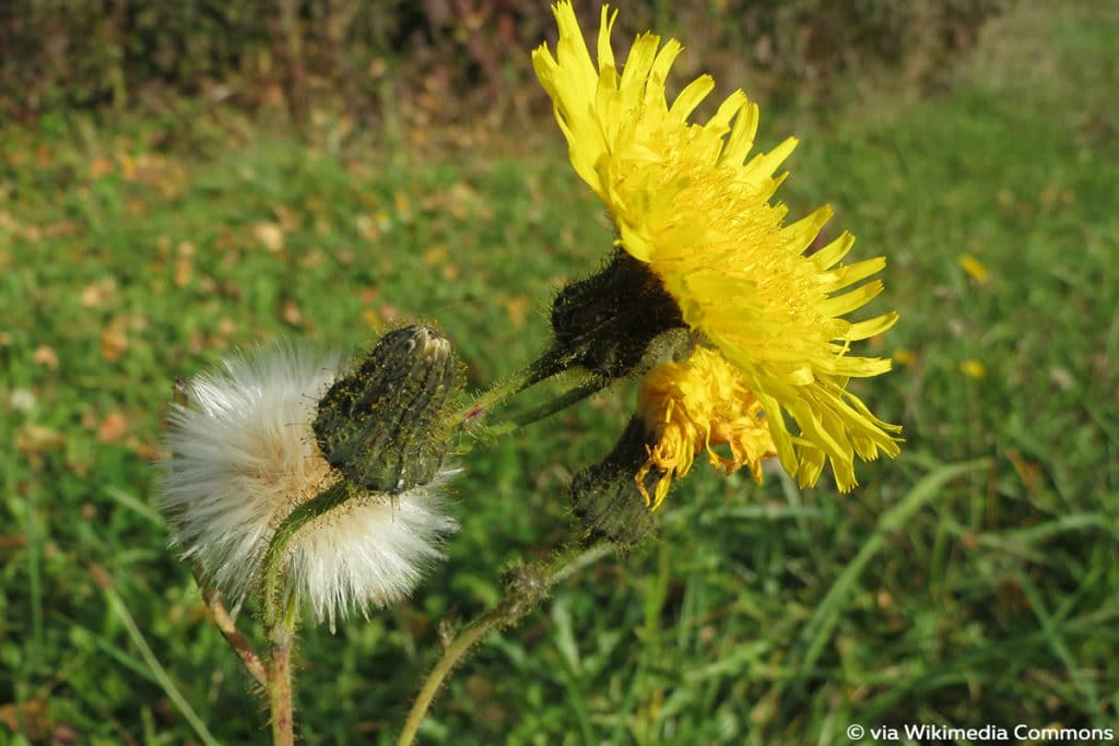 Gänsedistel (Sonchus)