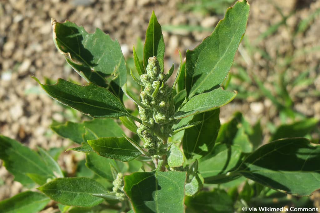 Gänsefuß (Chenopodium album), Unkraut