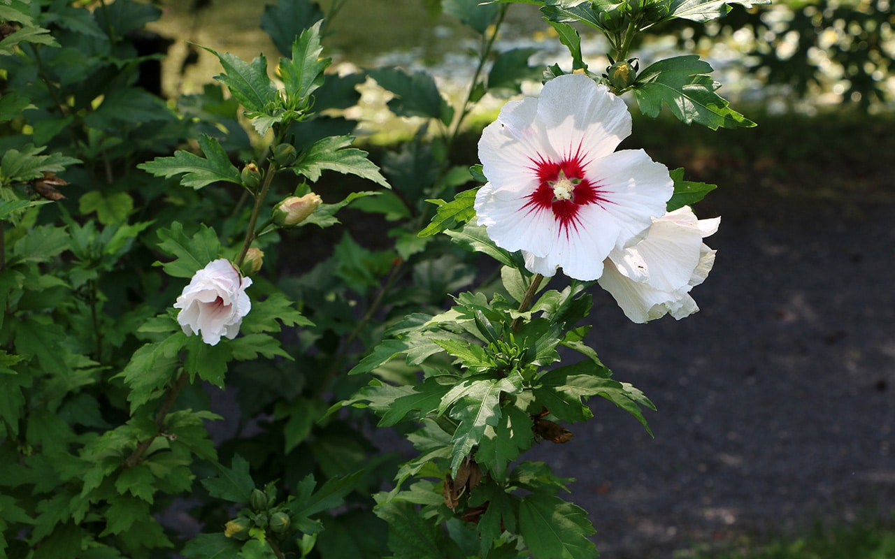 Garten-Hibiskus, Garteneibisch (Hibiscus syriacus)