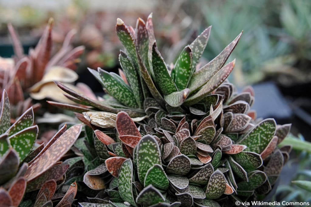 Gasteria obliqua